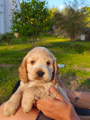 CHIOT