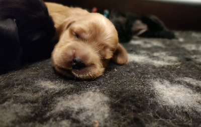 CHIOT