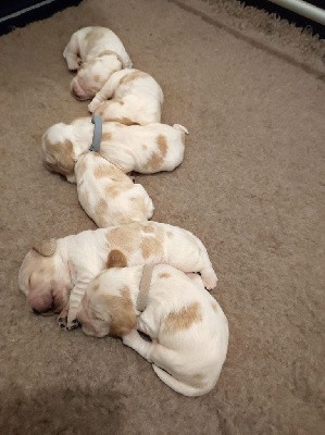 CHIOT