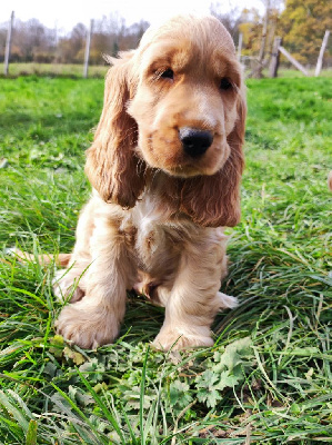 CHIOT 1