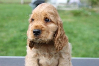 CHIOT