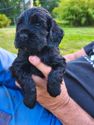 CHIOT
