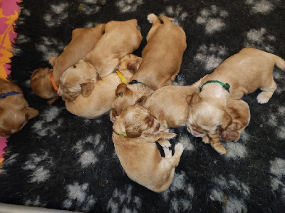 CHIOT 5