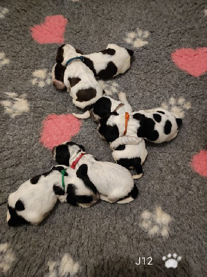 CHIOT 5