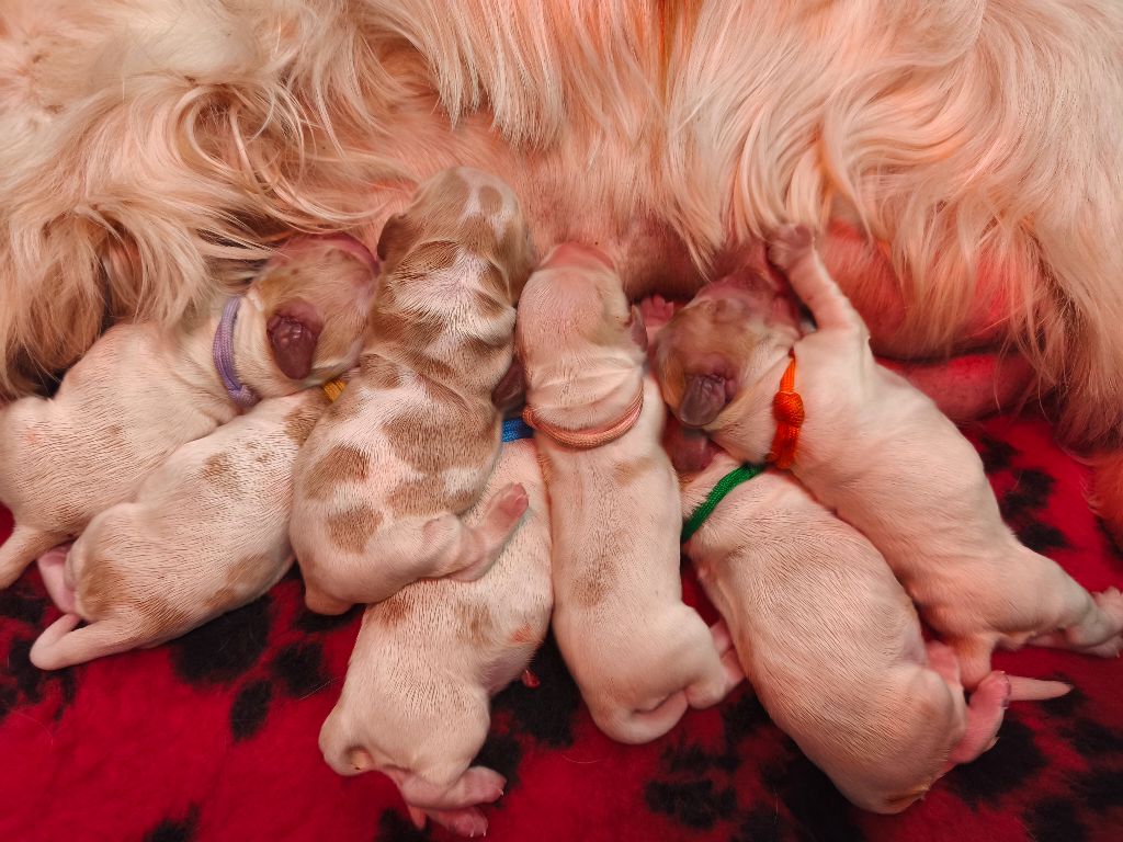 of Shaggy Love - Cocker Spaniel Anglais - Portée née le 29/12/2025