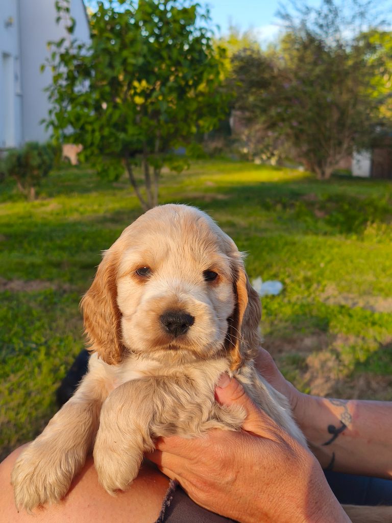 of Shaggy Love - Chiots disponibles - Cocker Spaniel Anglais