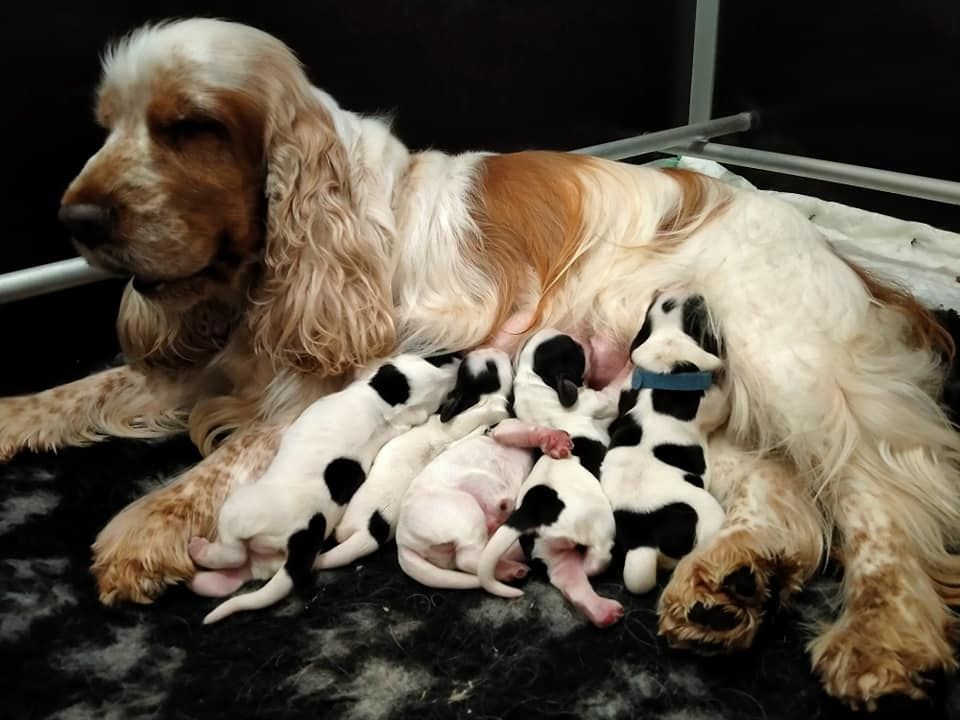 of Shaggy Love - Cocker Spaniel Anglais - Portée née le 05/11/2020