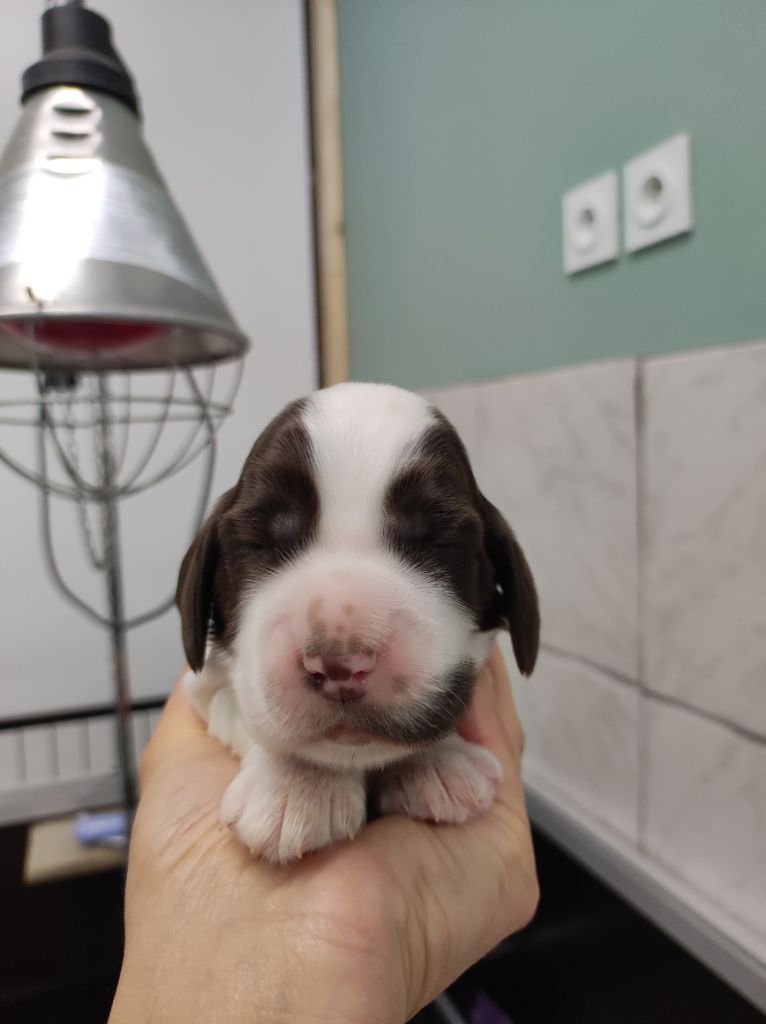 of Shaggy Love - Chiots disponibles - Cocker Spaniel Anglais