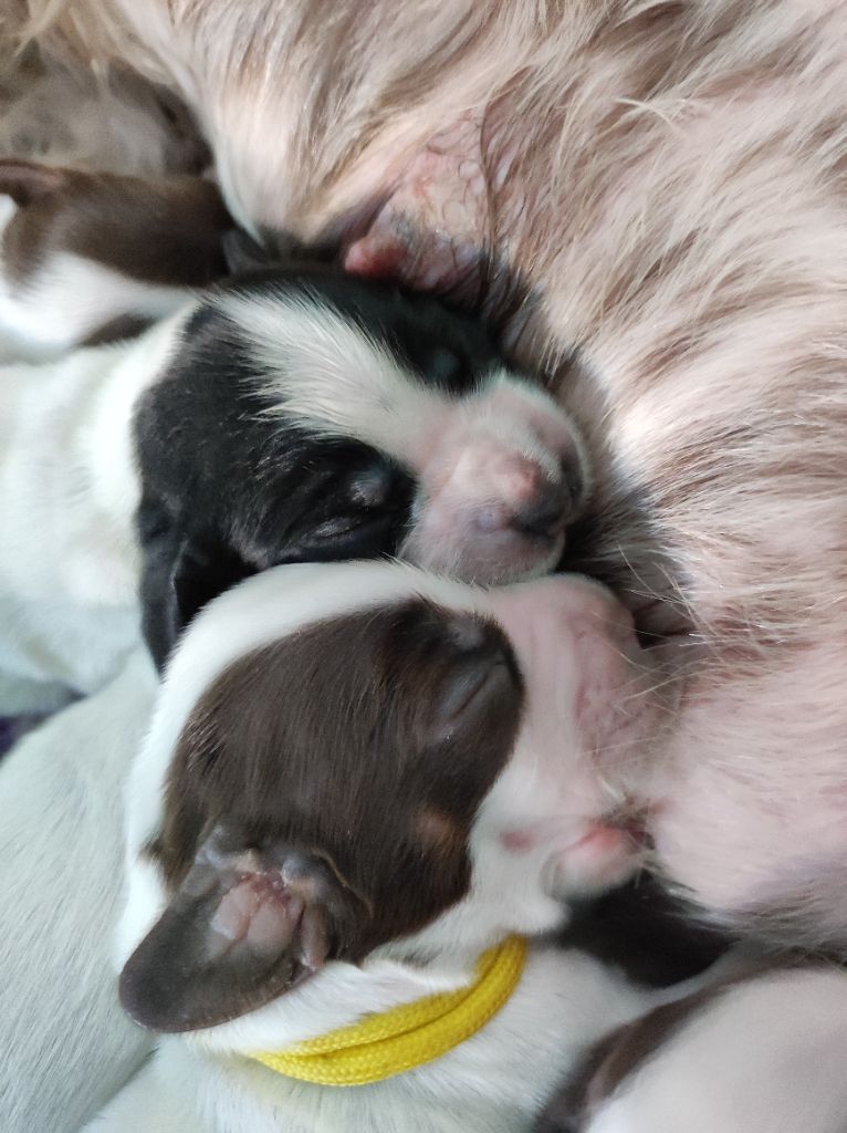 of Shaggy Love - Chiots disponibles - Cocker Spaniel Anglais