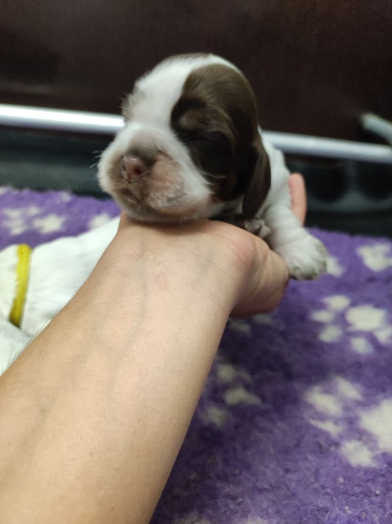 of Shaggy Love - Chiots disponibles - Cocker Spaniel Anglais