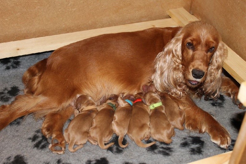 of Shaggy Love - Cocker Spaniel Anglais - Portée née le 07/08/2014