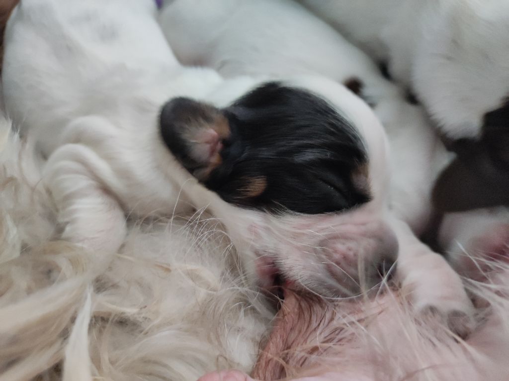 of Shaggy Love - Chiots disponibles - Cocker Spaniel Anglais