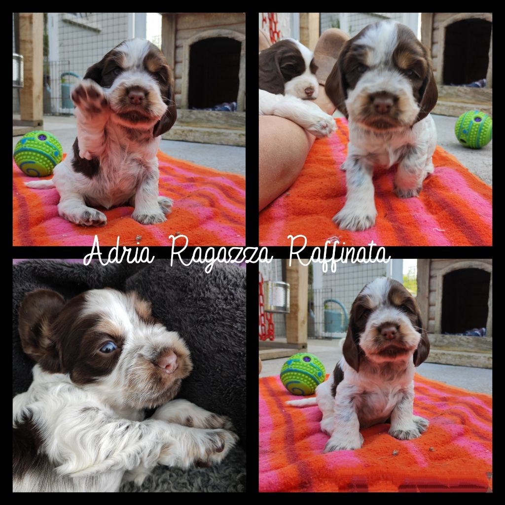of Shaggy Love - Chiots disponibles - Cocker Spaniel Anglais