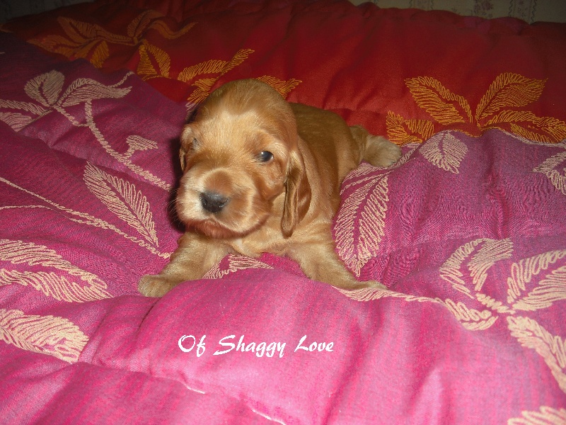 of Shaggy Love - Cocker Spaniel Anglais - Portée née le 04/05/2013