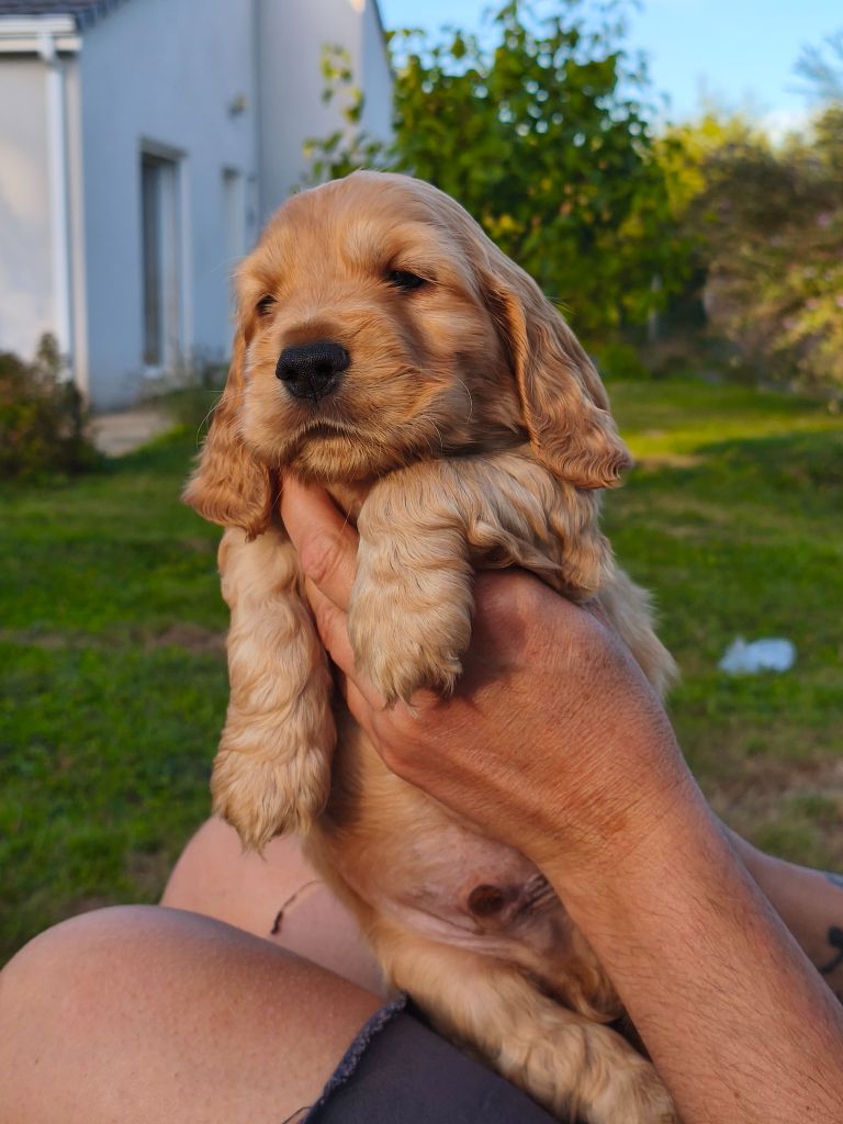 of Shaggy Love - Chiots disponibles - Cocker Spaniel Anglais